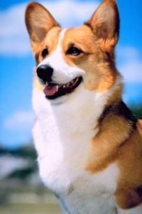 corgi