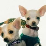 chihuahuas